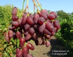 Winogronowy Ametyst Novocherkassky