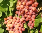 Winogrona Anyuta