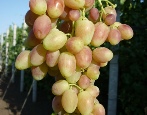 Winogrona Angelica