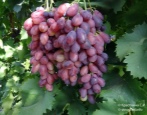 Winogrona Azja