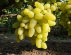 Winogrona Bazhena