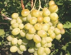 Winogrona Bogatyanowskiego