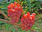 winogrona z Czech