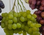Winogrona Zimus