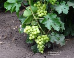 Winogrona Darii