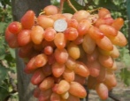 Winogrona Dixona