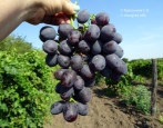 Winogronowy Everest