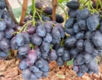 Winogrona Furor