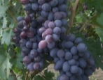 Winogrona Bufet