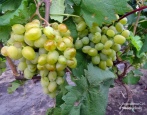 Winogrona Galahad