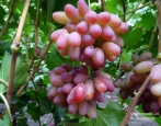 Winogrona Helios