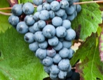 Winogrona Gołębica