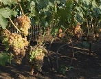 Winogrona kameleon