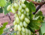 Winogrona damskie palce