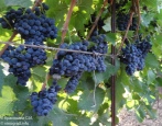Winogrona Cabernet Cortis