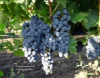 Winogrona Cabernet Sauvignon
