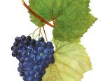 Winogrona Kacic