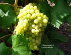 Winogrona Kiszmisz 342