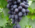 Winogrona Codryanka