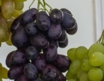 Winogrona Krasava