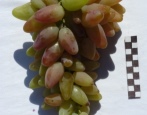 Winogrona Odwaga