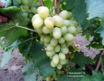 Winogrona Lancelot