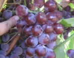 Winogrona Lidii