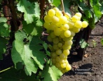 Winogrona Liepajas Dzintars