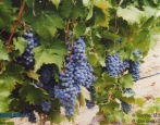 Czarny winogrono Livadia