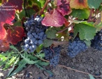 Winogrona Malbec