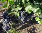 Winogrona Merlot
