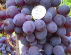 Muscat winogronowy Nowoszachtinski