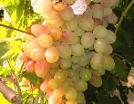 Winogrona Nachodka