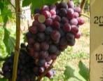 winogrona nizinne