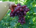 Winogrono pamięci nauczyciela