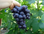 Winogronowy Prezent Unlight