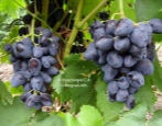Winogronowy Rombowy