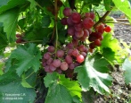 Winogrona Rosemus