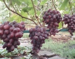 Winogrona Rumeika
