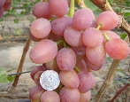 Winogrona Ruta