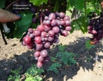Winogronowy Tulipan