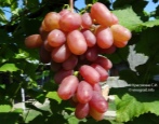 Vinograd Victor
