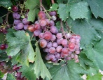 Winogrona Wiktoria