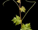 Winogrona Viorika
