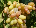 Winogrona Rocznica Nowoczerkaska