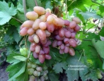 Winogrona juliańskie