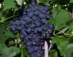 Winogrona Zabawa
