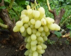 Winogrona Zarnitsa