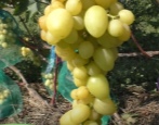 Winogrona Zlato