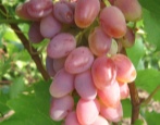 Winogrona łukowe